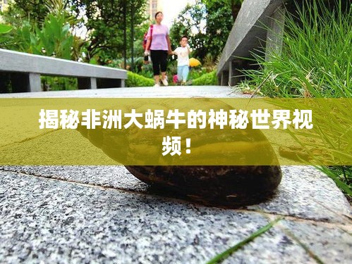 揭秘非洲大蝸牛的神秘世界視頻！