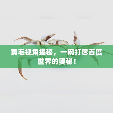 黃毛視角揭秘，一網(wǎng)打盡百度世界的奧秘！