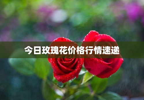 今日玫瑰花價(jià)格行情速遞