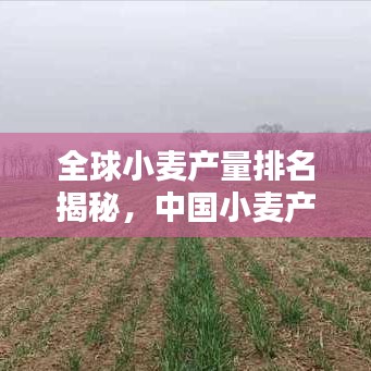 全球小麥產(chǎn)量排名揭秘，中國小麥產(chǎn)業(yè)的顯赫地位