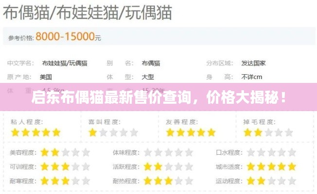 啟東布偶貓最新售價查詢，價格大揭秘！