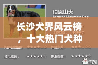 長沙犬界風(fēng)云榜，十大熱門犬種盤點(diǎn)！