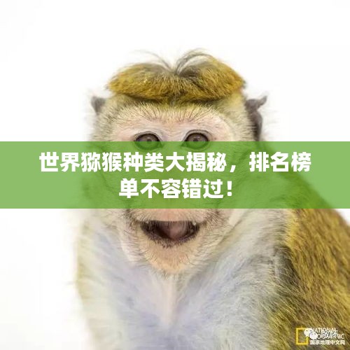 世界獼猴種類大揭秘，排名榜單不容錯過！