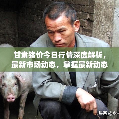 甘肅豬價(jià)今日行情深度解析，最新市場動(dòng)態(tài)，掌握最新動(dòng)態(tài)趨勢