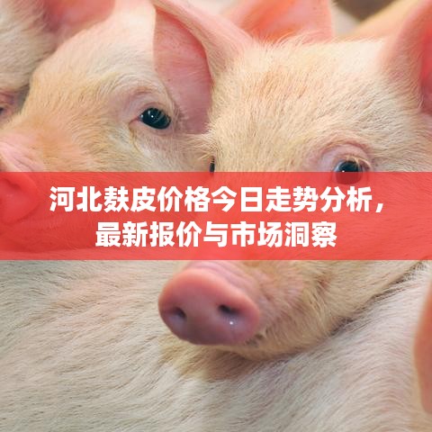 河北麩皮價格今日走勢分析，最新報價與市場洞察