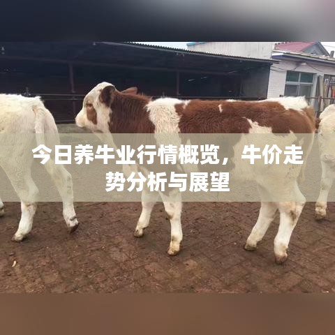 今日養(yǎng)牛業(yè)行情概覽，牛價走勢分析與展望
