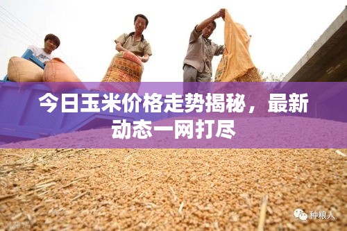 今日玉米價(jià)格走勢(shì)揭秘，最新動(dòng)態(tài)一網(wǎng)打盡