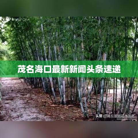 茂名海口最新新聞?lì)^條速遞