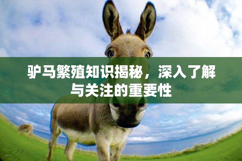 驢馬繁殖知識(shí)揭秘，深入了解與關(guān)注的重要性