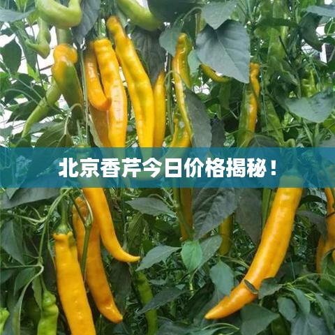 北京香芹今日價(jià)格揭秘！