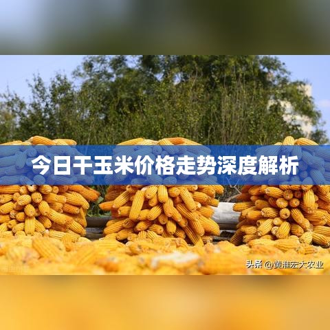 今日干玉米價(jià)格走勢(shì)深度解析