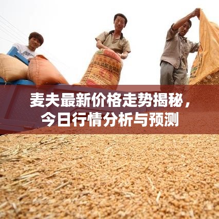 麥夫最新價格走勢揭秘，今日行情分析與預測