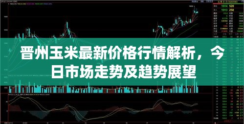 晉州玉米最新價格行情解析，今日市場走勢及趨勢展望