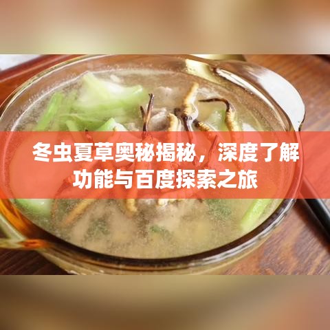 冬蟲夏草奧秘揭秘，深度了解功能與百度探索之旅