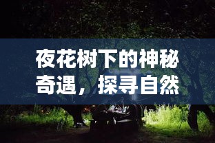 夜花樹下的神秘奇遇，探尋自然之美的奧秘（百度收錄）