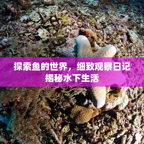 探索魚的世界，細(xì)致觀察日記揭秘水下生活