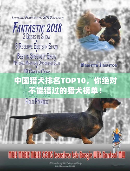 中國獵犬排名TOP10，你絕對不能錯(cuò)過的獵犬榜單！