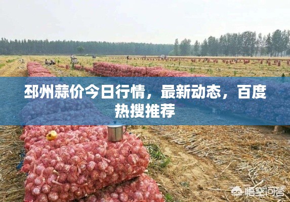 邳州蒜價今日行情，最新動態(tài)，百度熱搜推薦