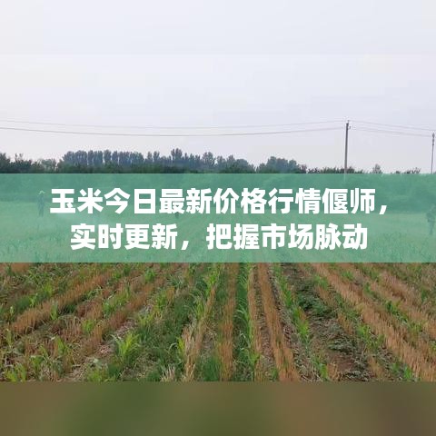 玉米今日最新價(jià)格行情偃師，實(shí)時(shí)更新，把握市場(chǎng)脈動(dòng)
